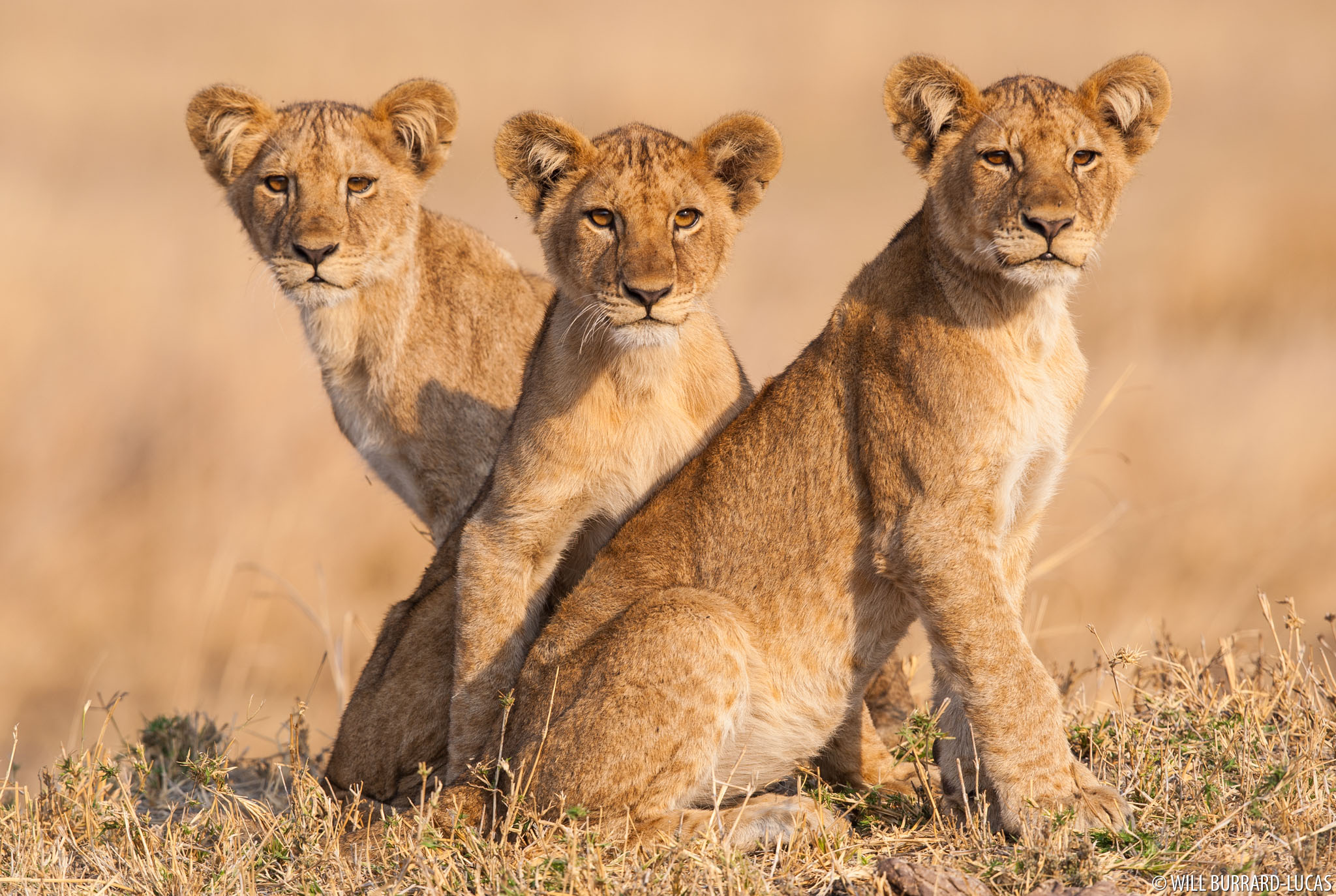 Three Lion Cubs, Colour Limited Edition Print - Will Burrard-Lucas