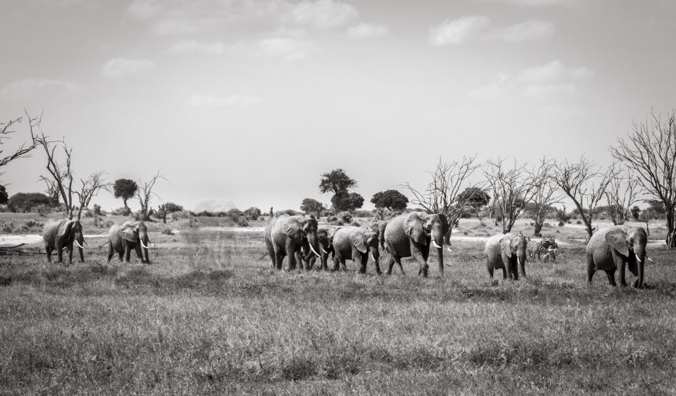 Land Of Giants Will Burrard Lucas