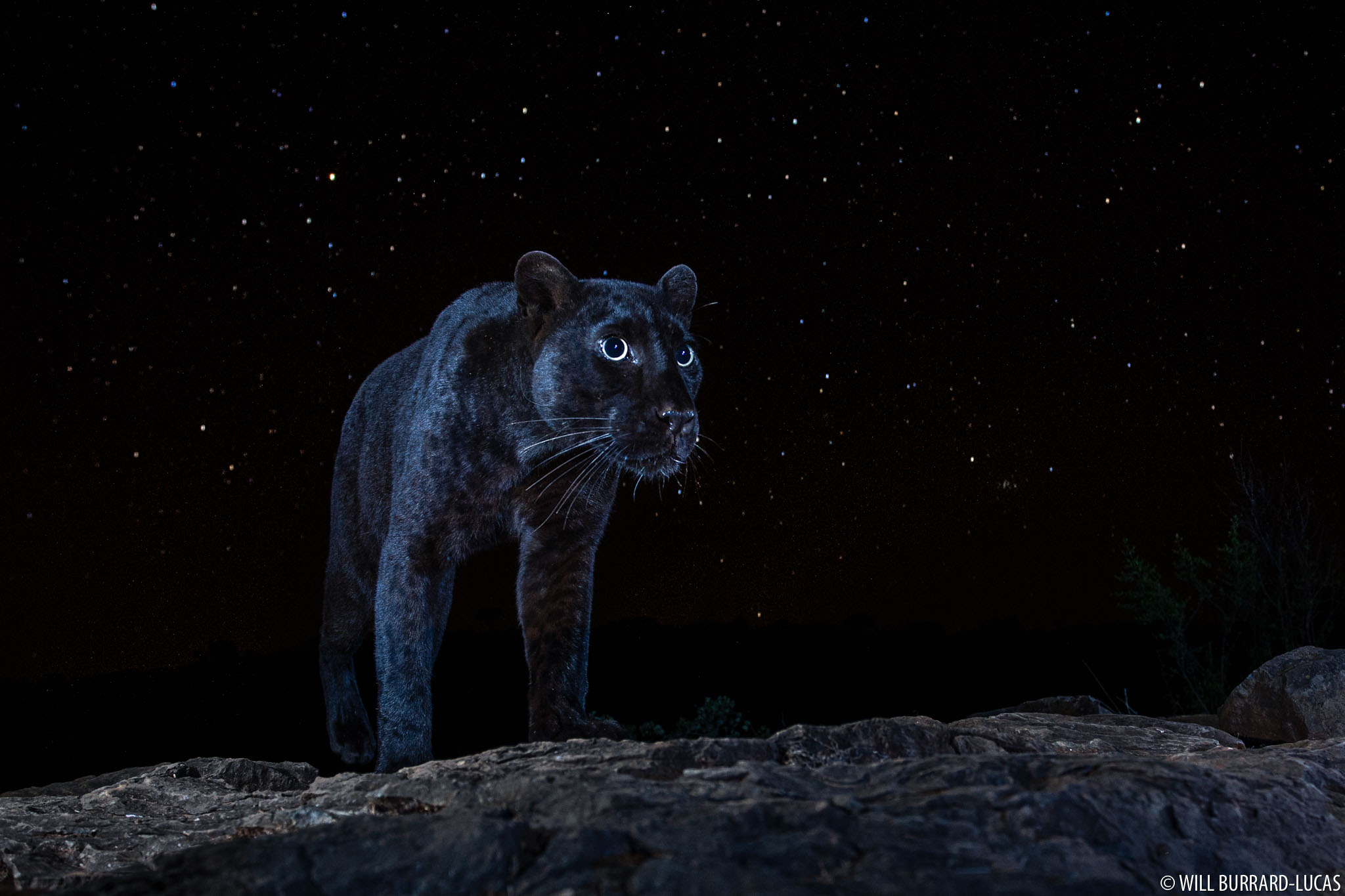 Starlit Black Leopard